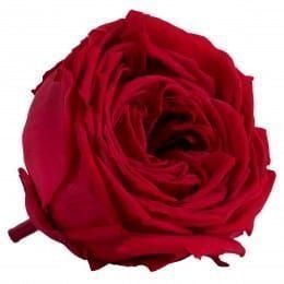 Стабилизированная пионовидная красная роза