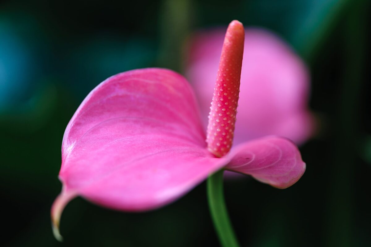 Антуриум андрианум розовый (Anthurium Andreanum Champion)