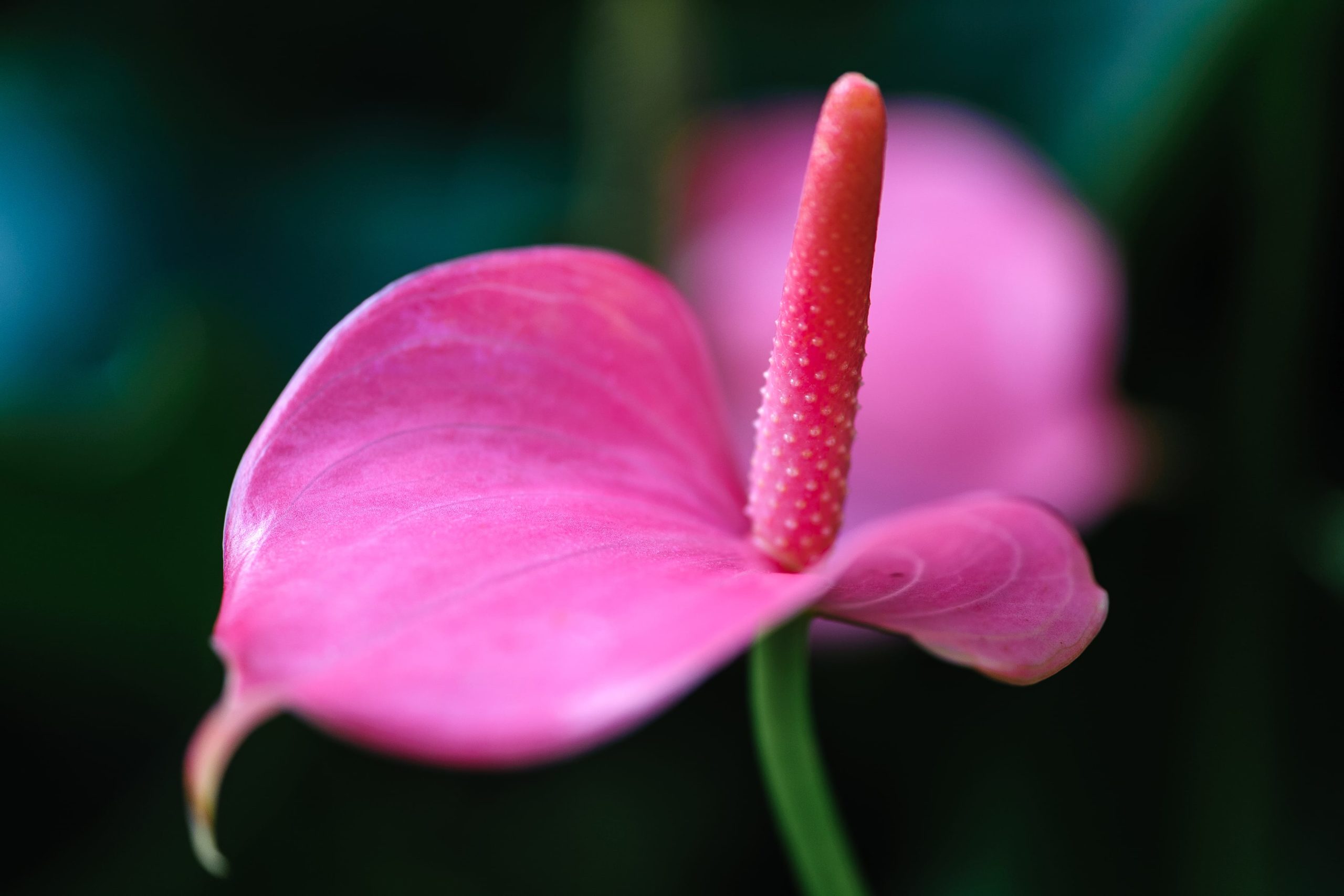 Антуриум андрианум розовый в горшке (Anthurium Andreanum Champion)