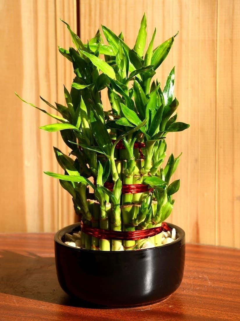 Драцена «бамбук лаки» в керамическом горшке 10×20см