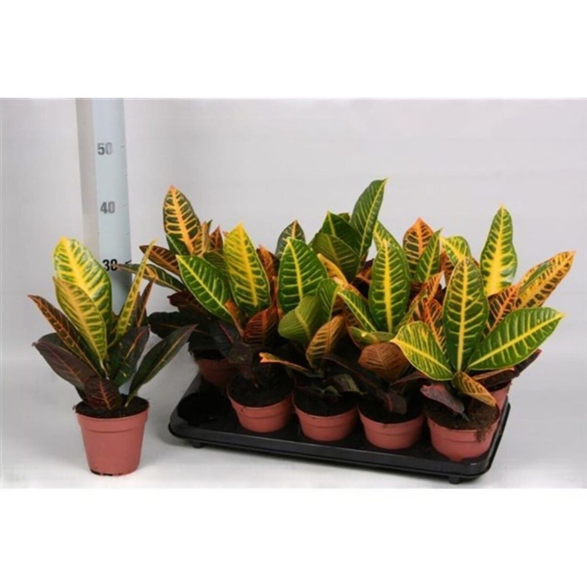 codiaeum petra кодиеум петра в горшке