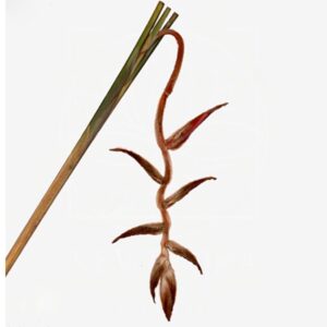 Геликония валлеригера «heliconia she kong» 100-140см