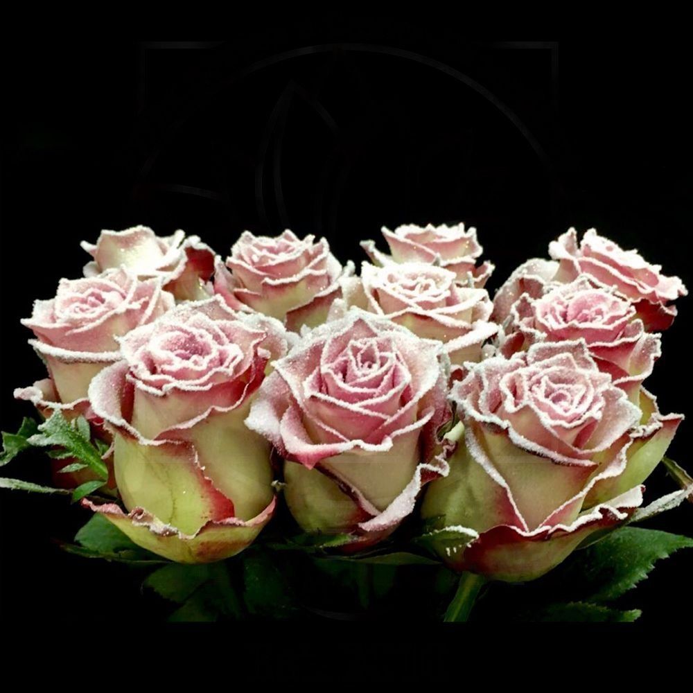 Сахарные розы сорт Frost Melina