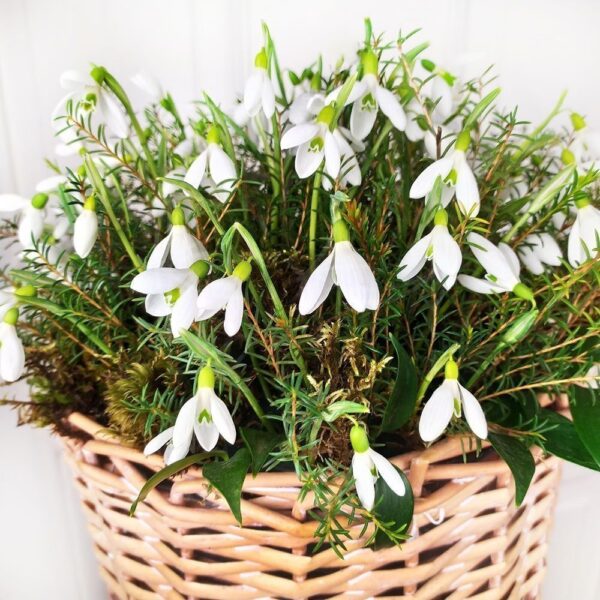Подснежники | Купить недорого с доставкой по СПб - Newflora