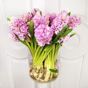 Букет 25 розовых гиацинтов в вазе