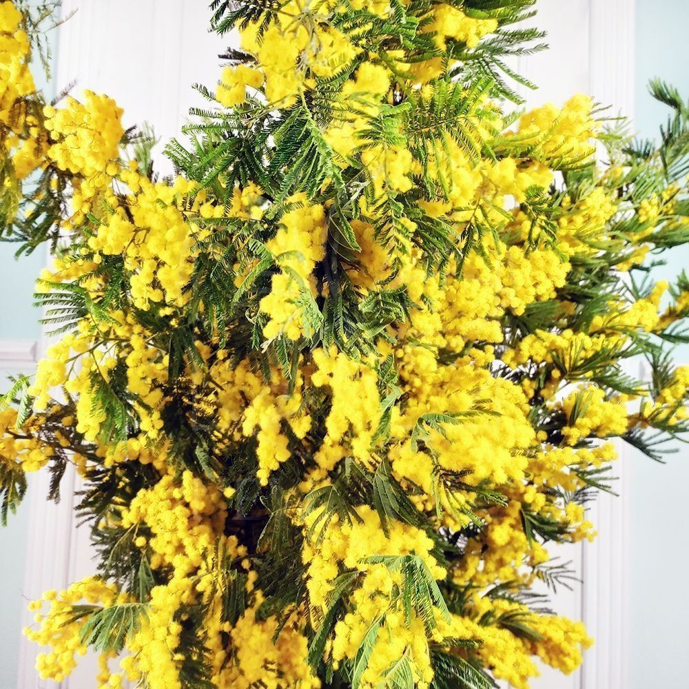 Купить Мимозу В Спб Дешево