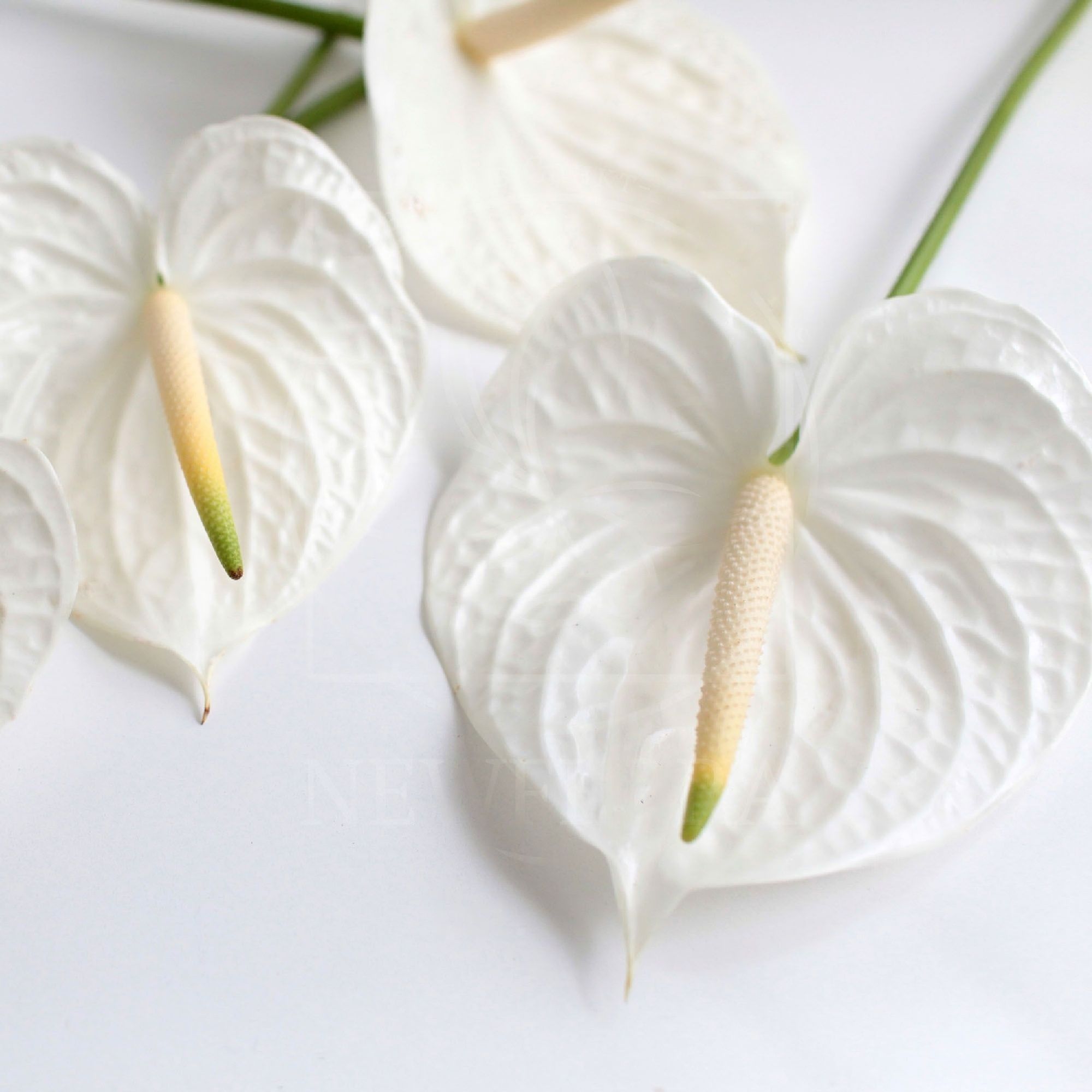 Anthurium белый цветок