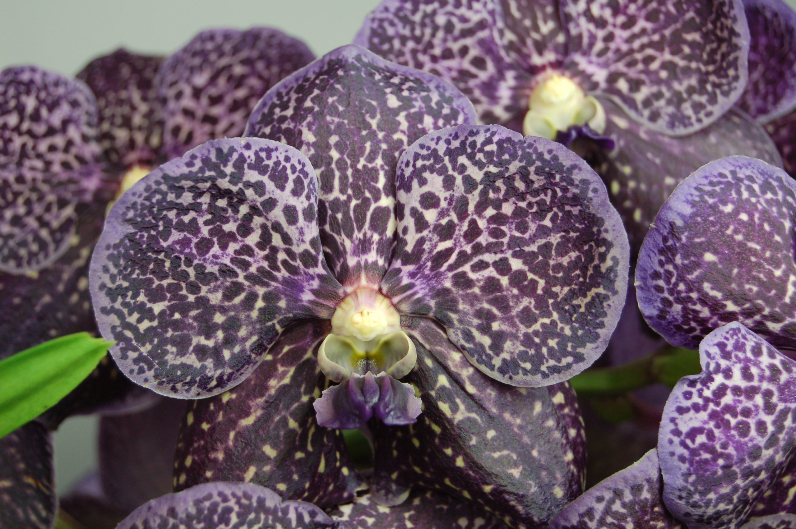 Орхидея ванда черная (40-50см)
