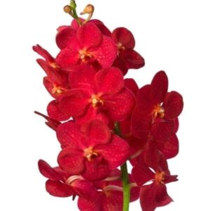 Орхидея ванда красная (40-50см)