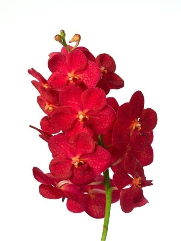 Орхидея ванда красная (40-50см)