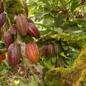 Какао-бобы «cacao mocha» (тропический сухоцвет)