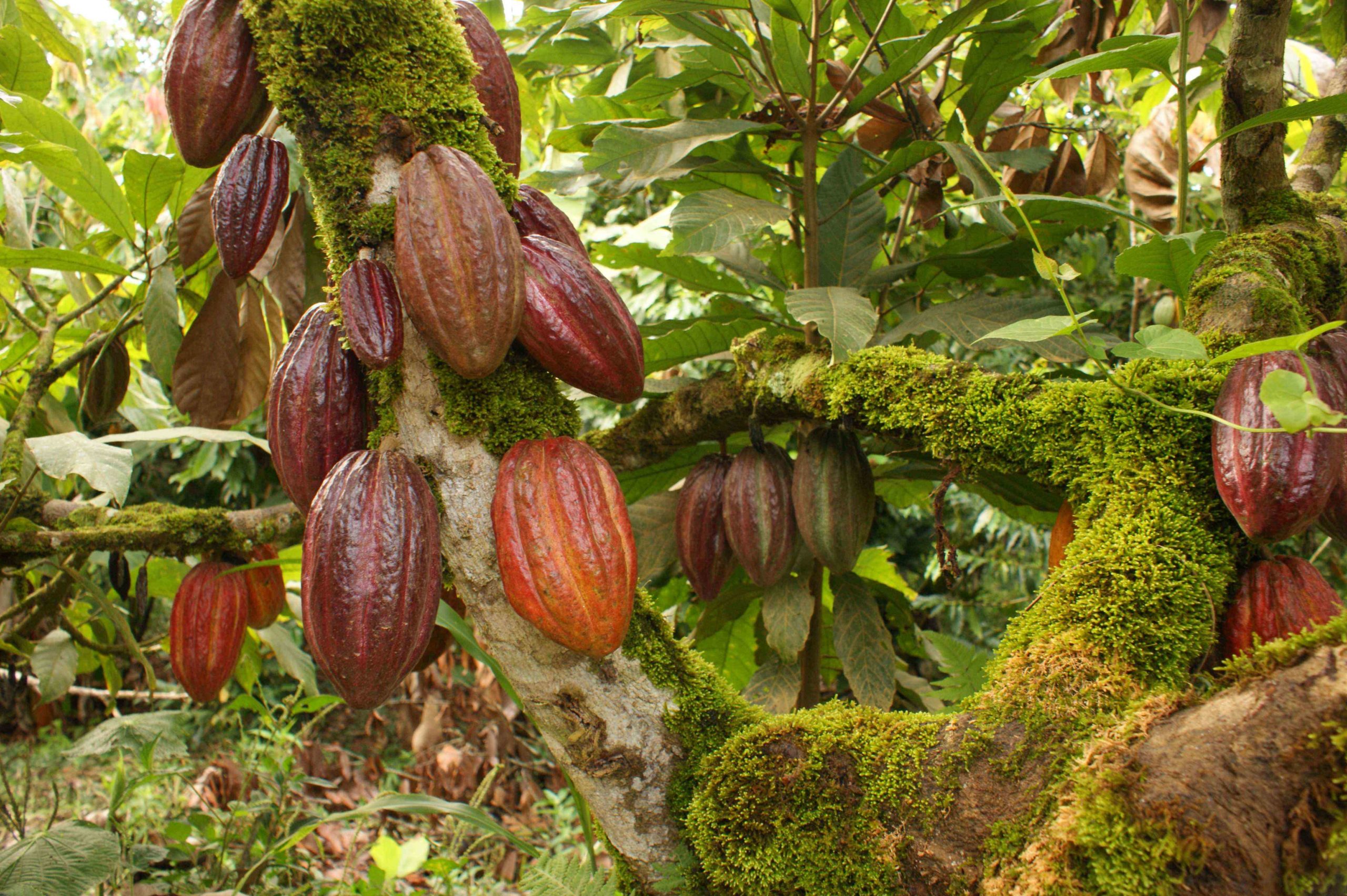 Какао-бобы «cacao mocha» (тропический сухоцвет)