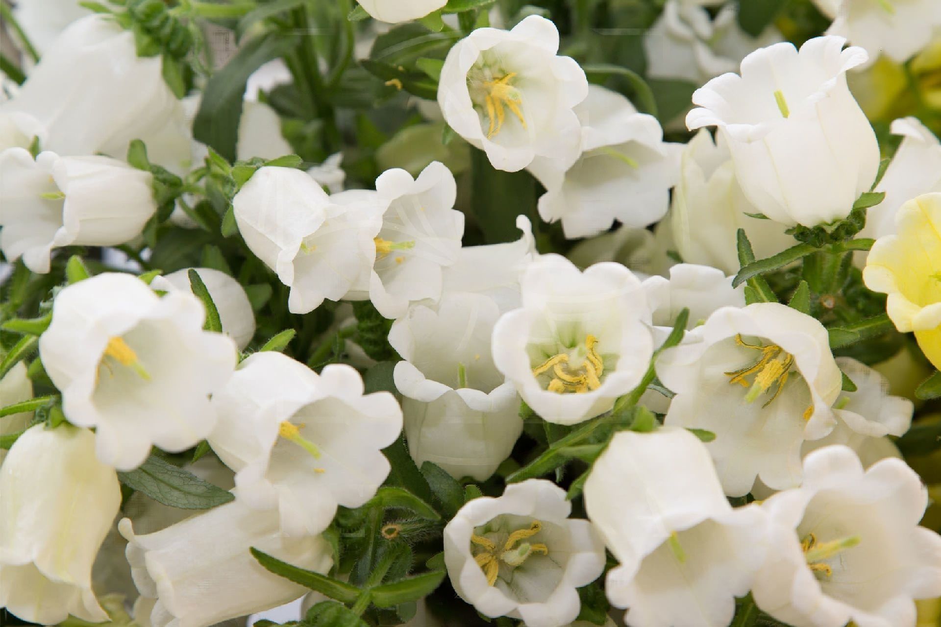 Колокольчик цветок белый многолетний фото
