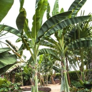 Банановое дерево «musa tropicana» (высота 2 метра)