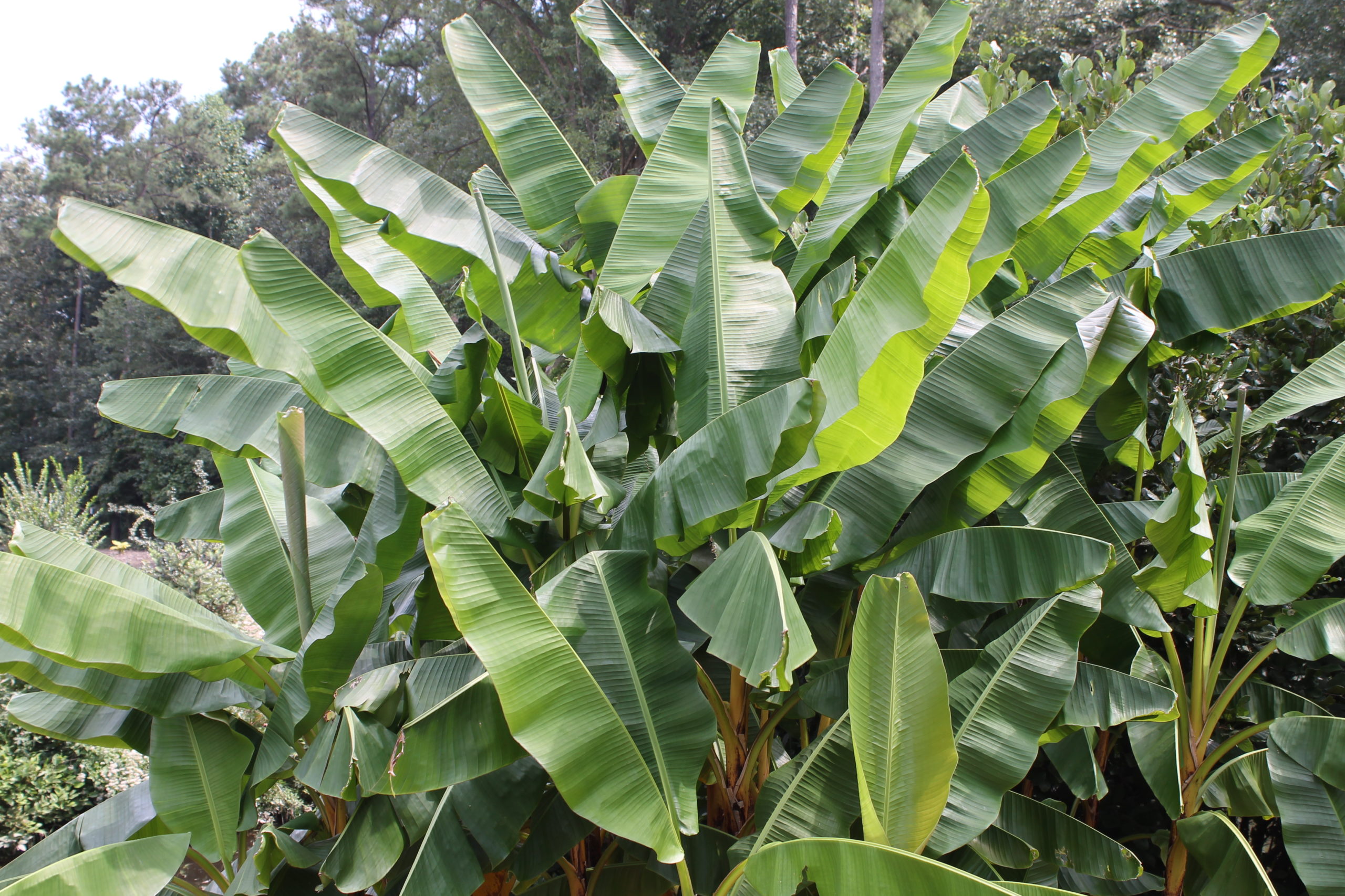 Листья бананового дерева (90-100см)