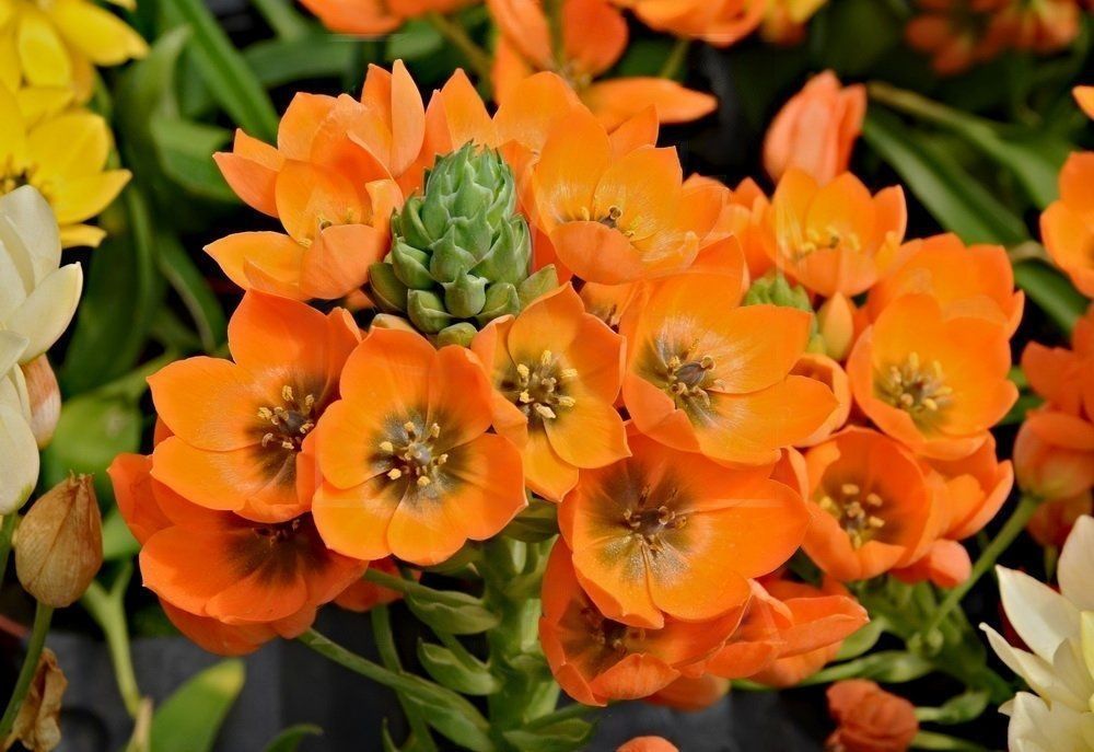 Орнитогалум оранжевый «dubium» (поштучно)