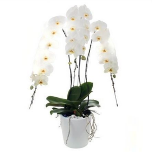 Орхидея фаленопсис «formidable» три стебля (высота 100см)