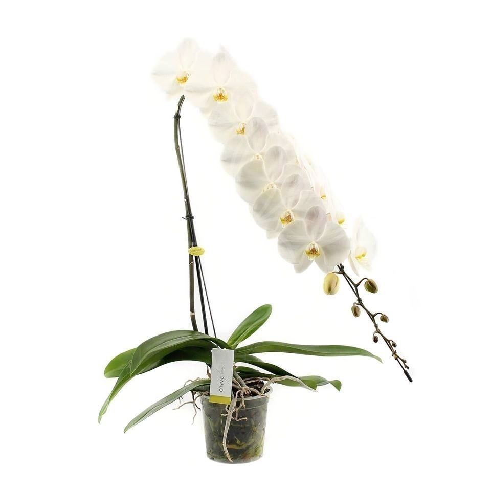 Орхидея фаленопсис «formidable» гигантская (высота 100см)