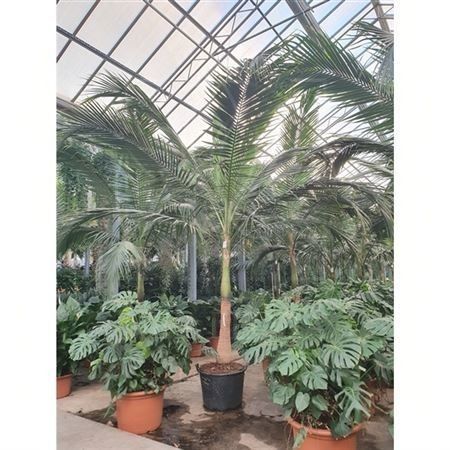 Пальма сатакентия «liukiuensis» (высота 5 метров)
