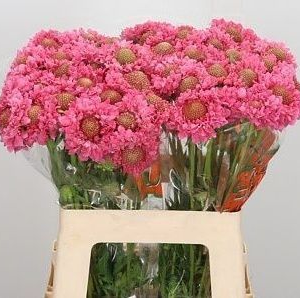 Скабиоза розовая «Candy pink scoop» (поштучно)