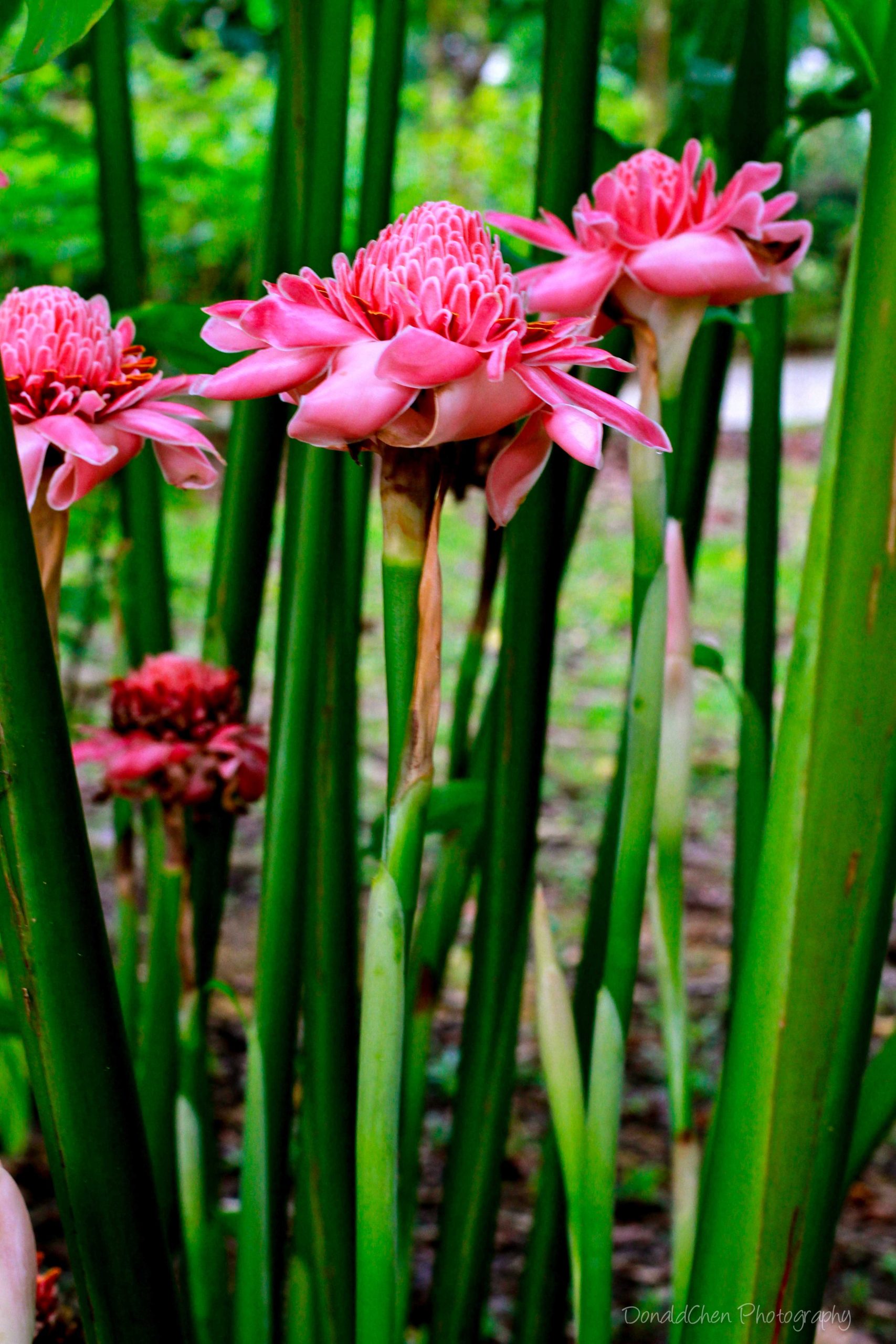 Etlingera elatior