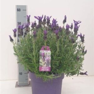 Лаванда в горшочке «Early Purple» (высота 45см)