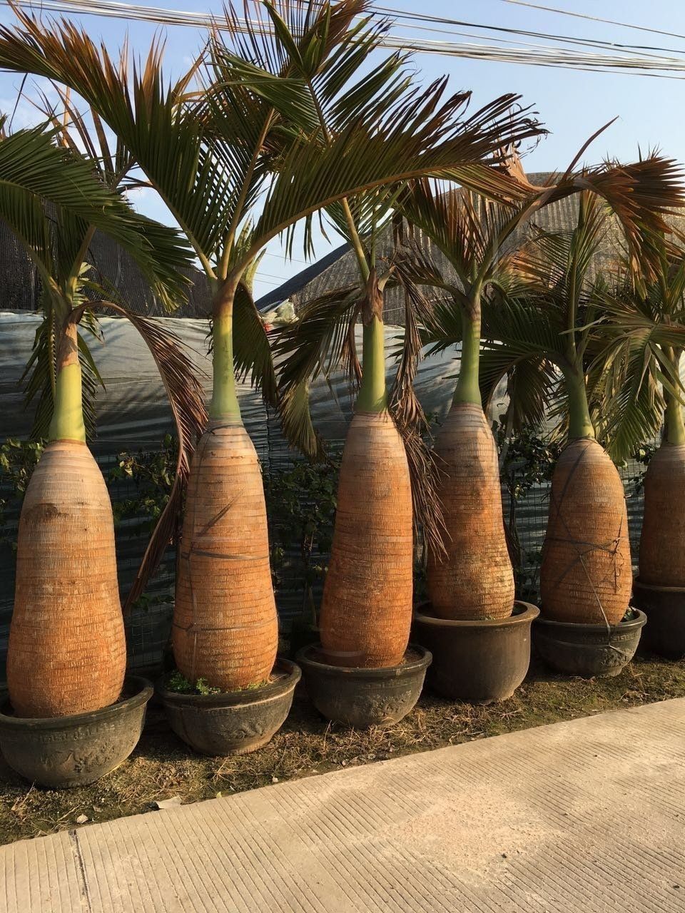 Пальма бутылочная «hyophorbe» (высота 3 метра)