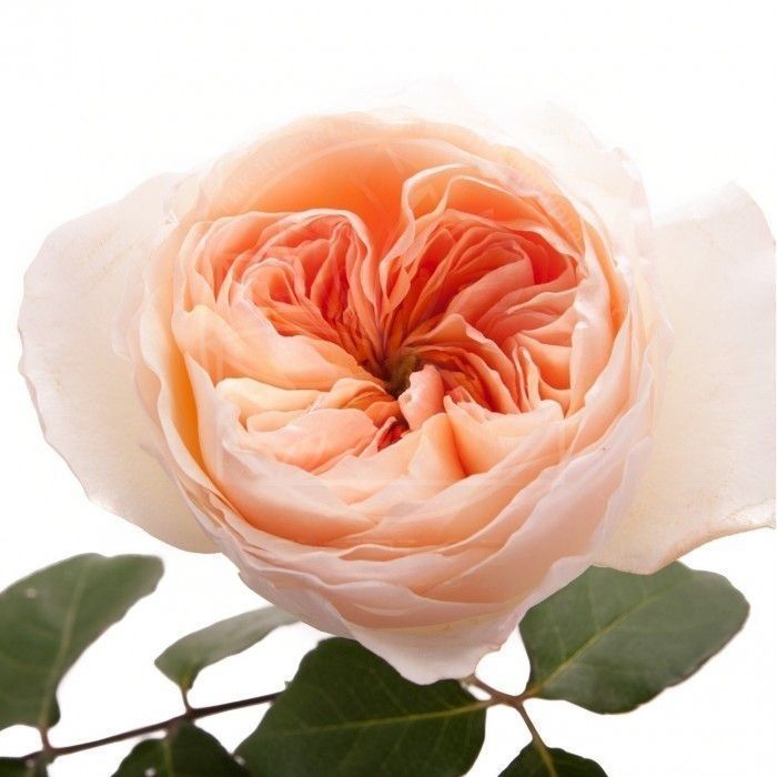 Роза пионовидная «Juliet» 50-60см (поштучно)