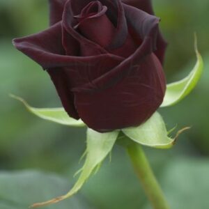 Роза черная «Black Baccara» (поштучно)