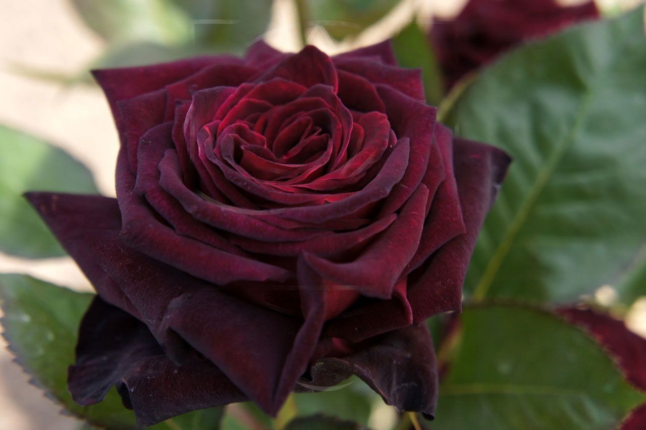 Роза чайно-гибридная Black Baccara