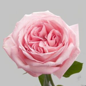 Роза пионовидная ароматная Pink Ohara (поштучно)