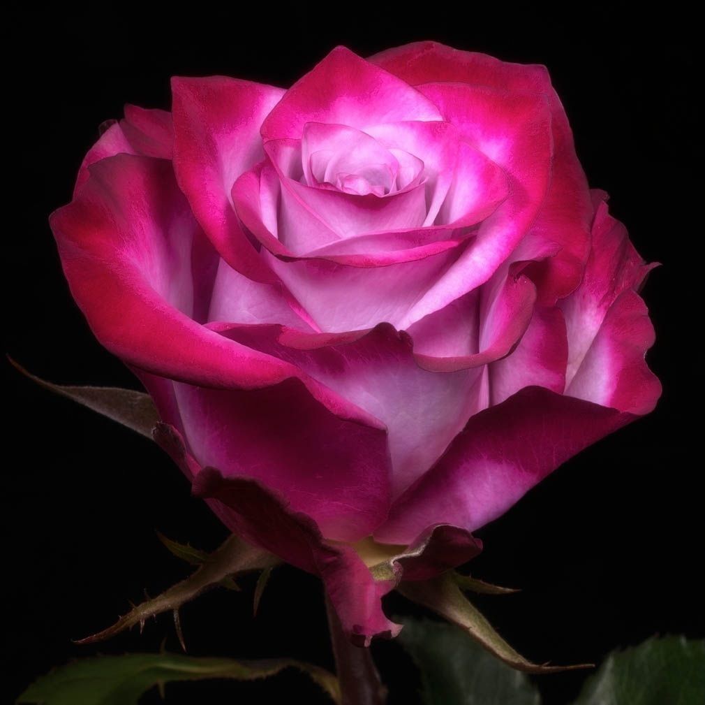 Роза эквадор дип перпл