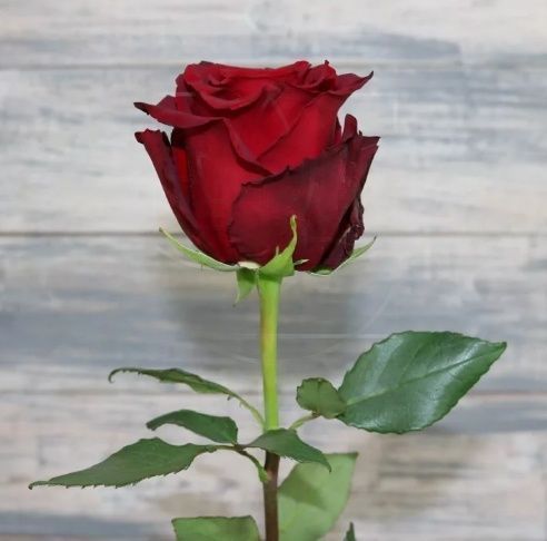 Роза Explorer бордовая крупная 60-70см (Юж. Америка)
