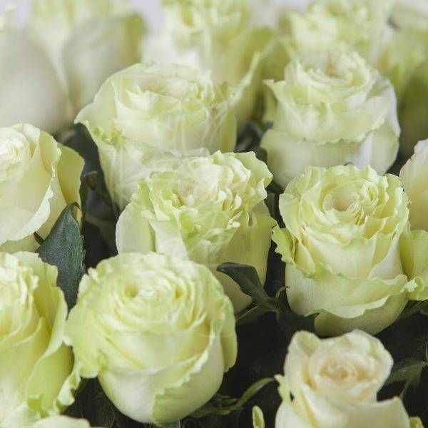 Роза Mondial (мондиаль) белая 60-70см (поштучно)