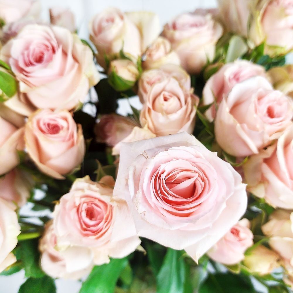 Роза кустовая розовая с крупным бутоном (поштучно)