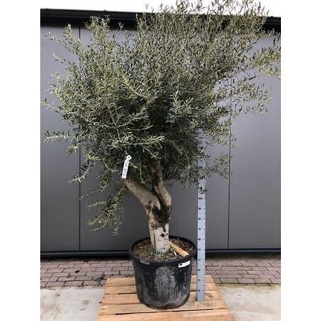 Оливковое дерево «европейское» (высота 260см)