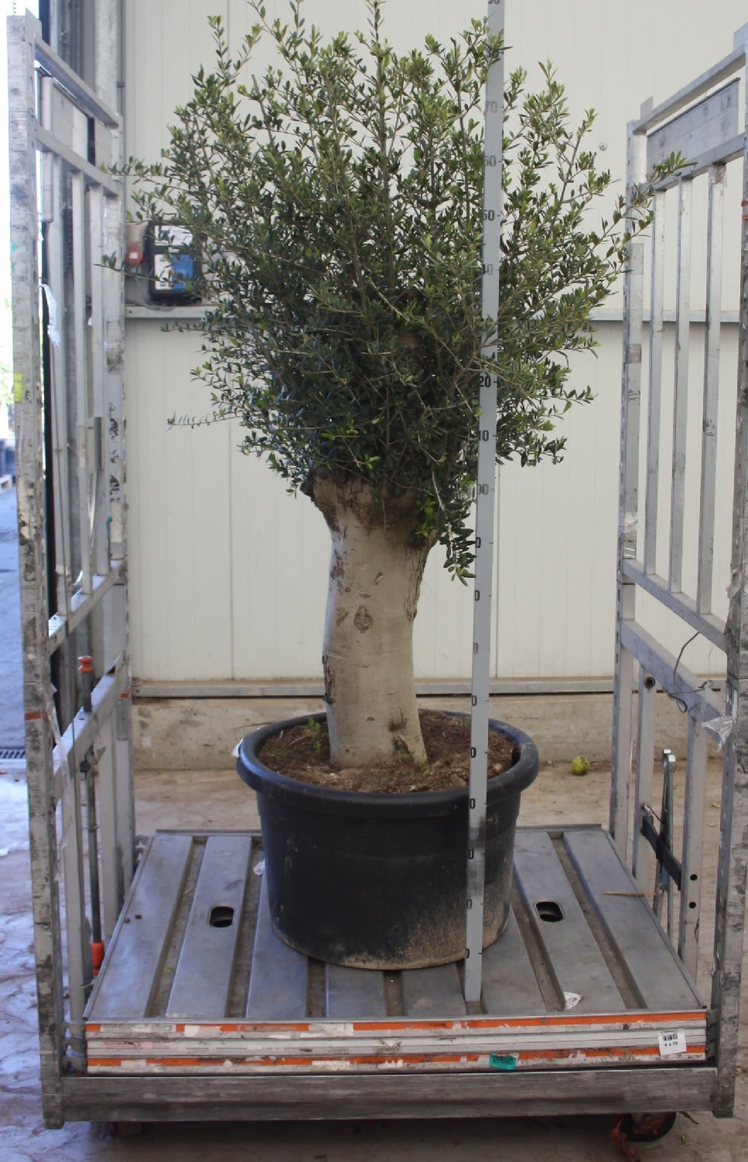 Оливковое дерево «европейское» (высота 190см)