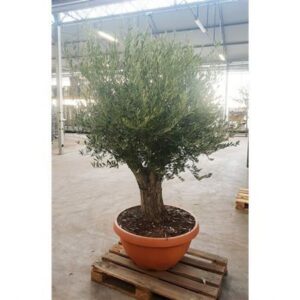 Оливковое дерево «европейское» (высота 220см)