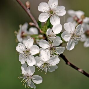Цветущие ветки «прунус» вишня\миндаль 40-60см (поштучно)