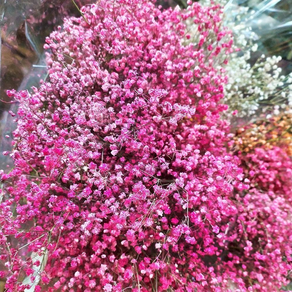 Гипсофила ярко розовая (сухоцвет)