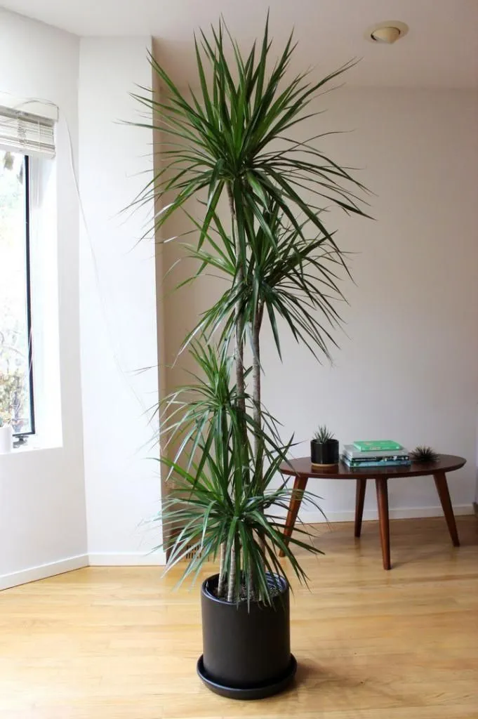 Разновидности комнатной пальмы: какую выбрать домашнюю пальму для декора помещения