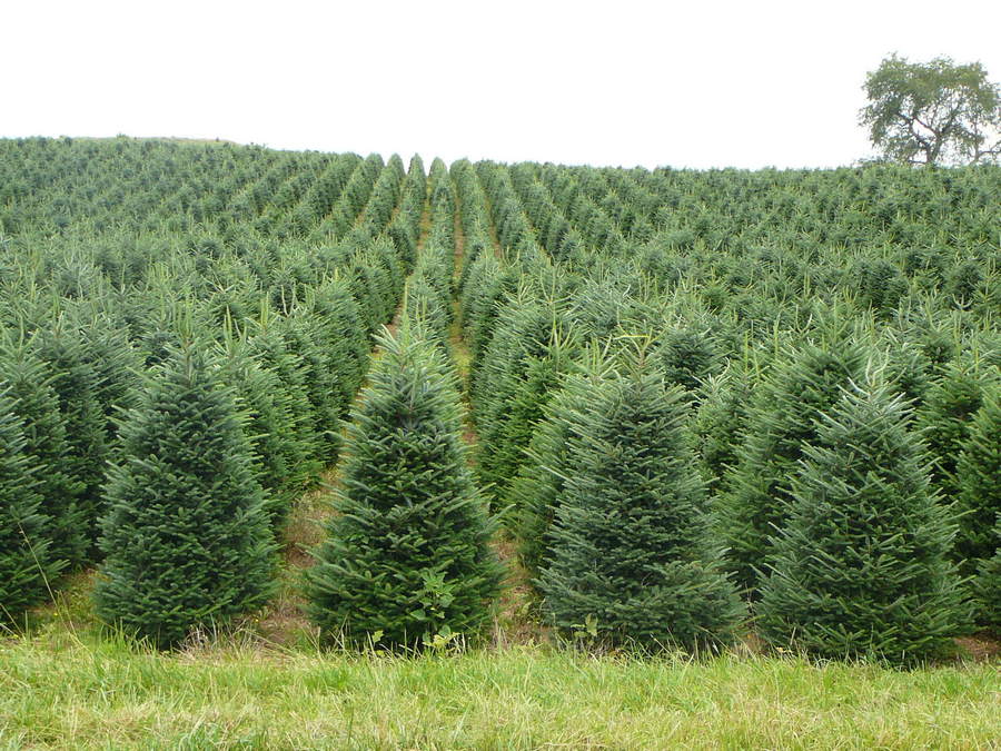 выращивание Fraseri